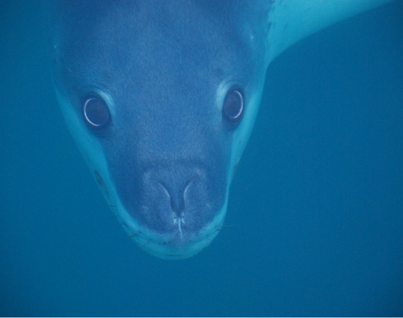 남극에서-만나면-공포-그-자체라는-생물-4-이미지