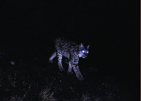 우리-조상들이-어두워지면-밖에-안-나가려고-한-이유.jpg-13-이미지