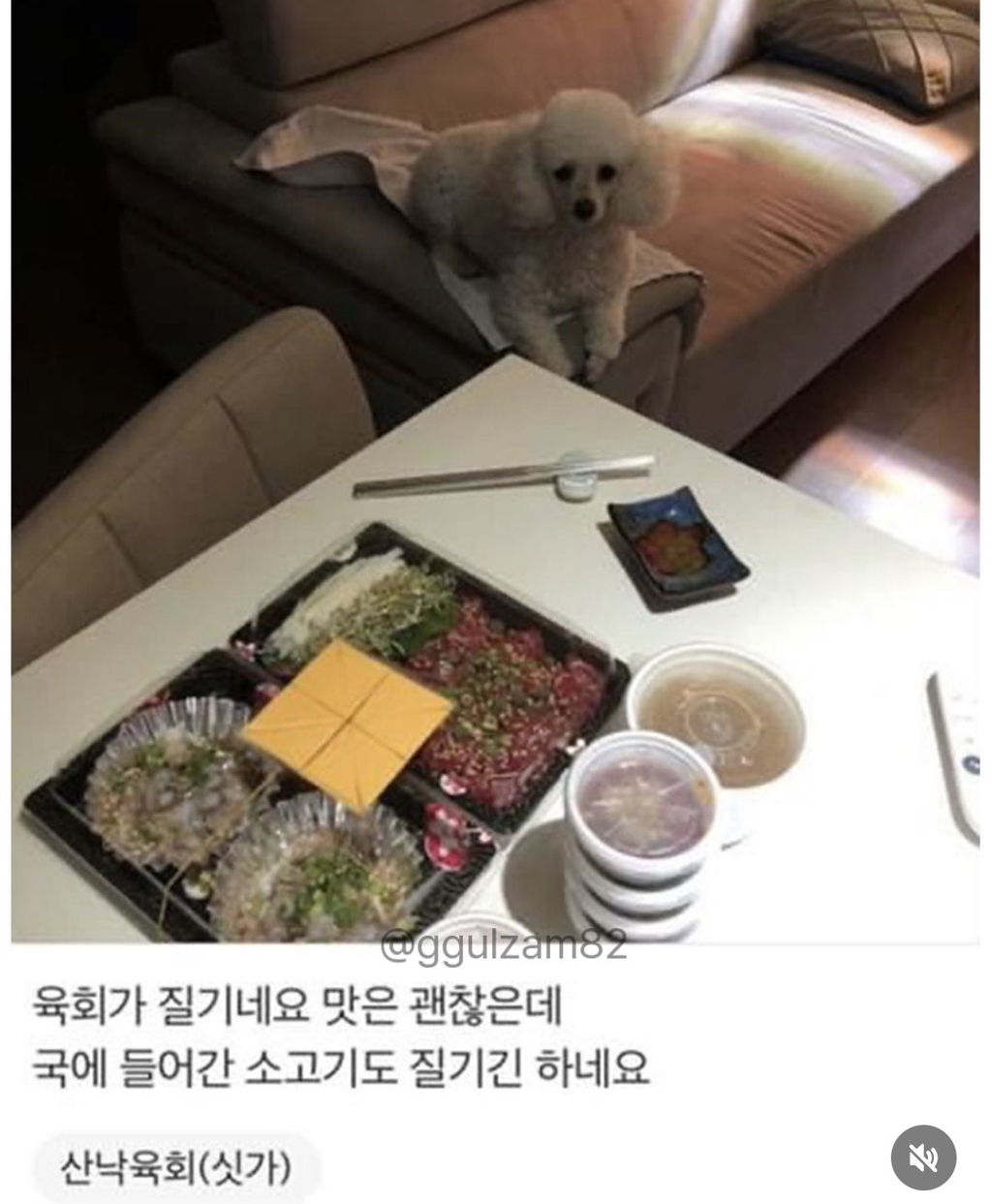 늘-보이던-강아지가-안-보이니-아쉬워하는-사장님.jpg-5-이미지