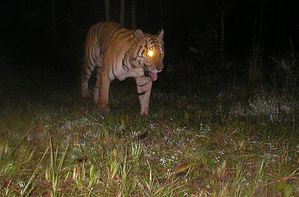 우리-조상들이-어두워지면-밖에-안-나가려고-한-이유.jpg-1-이미지