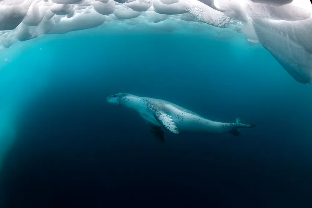 남극에서-만나면-공포-그-자체라는-생물-0-이미지