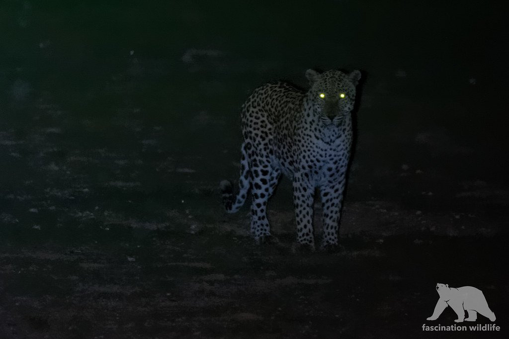 우리-조상들이-어두워지면-밖에-안-나가려고-한-이유.jpg-9-이미지