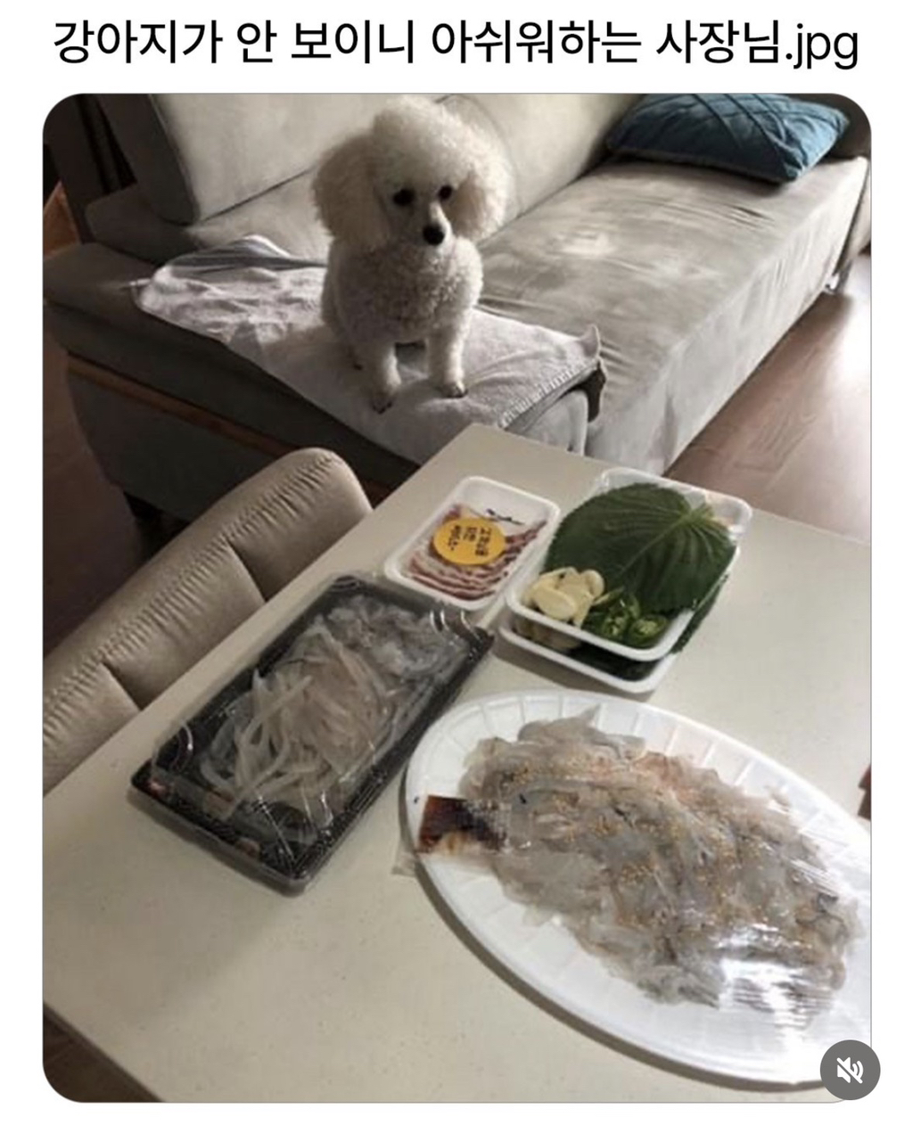 늘-보이던-강아지가-안-보이니-아쉬워하는-사장님.jpg-1-이미지