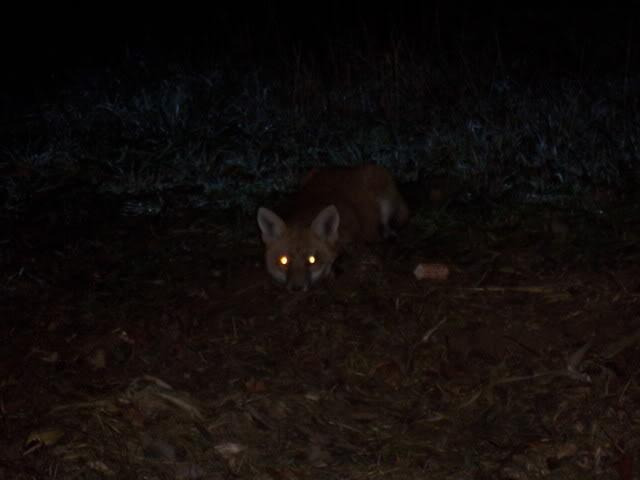 우리-조상들이-어두워지면-밖에-안-나가려고-한-이유.jpg-22-이미지