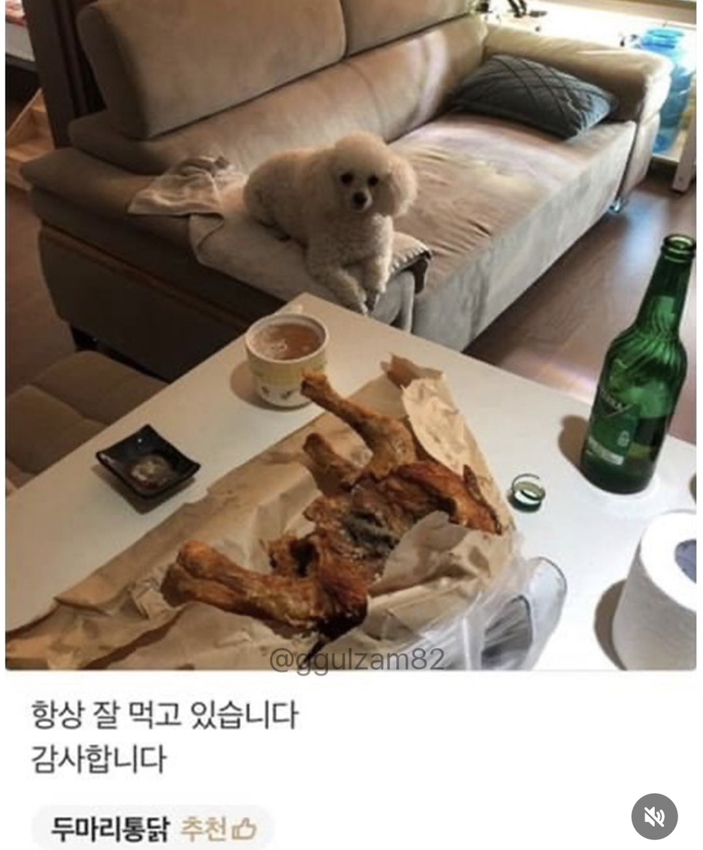 늘-보이던-강아지가-안-보이니-아쉬워하는-사장님.jpg-4-이미지