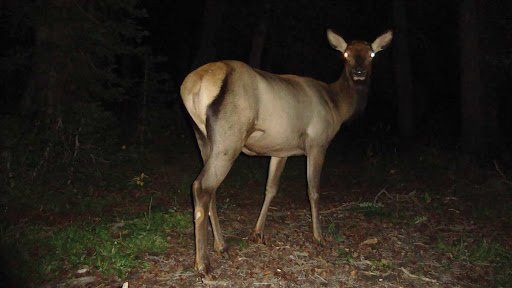 우리-조상들이-어두워지면-밖에-안-나가려고-한-이유.jpg-23-이미지