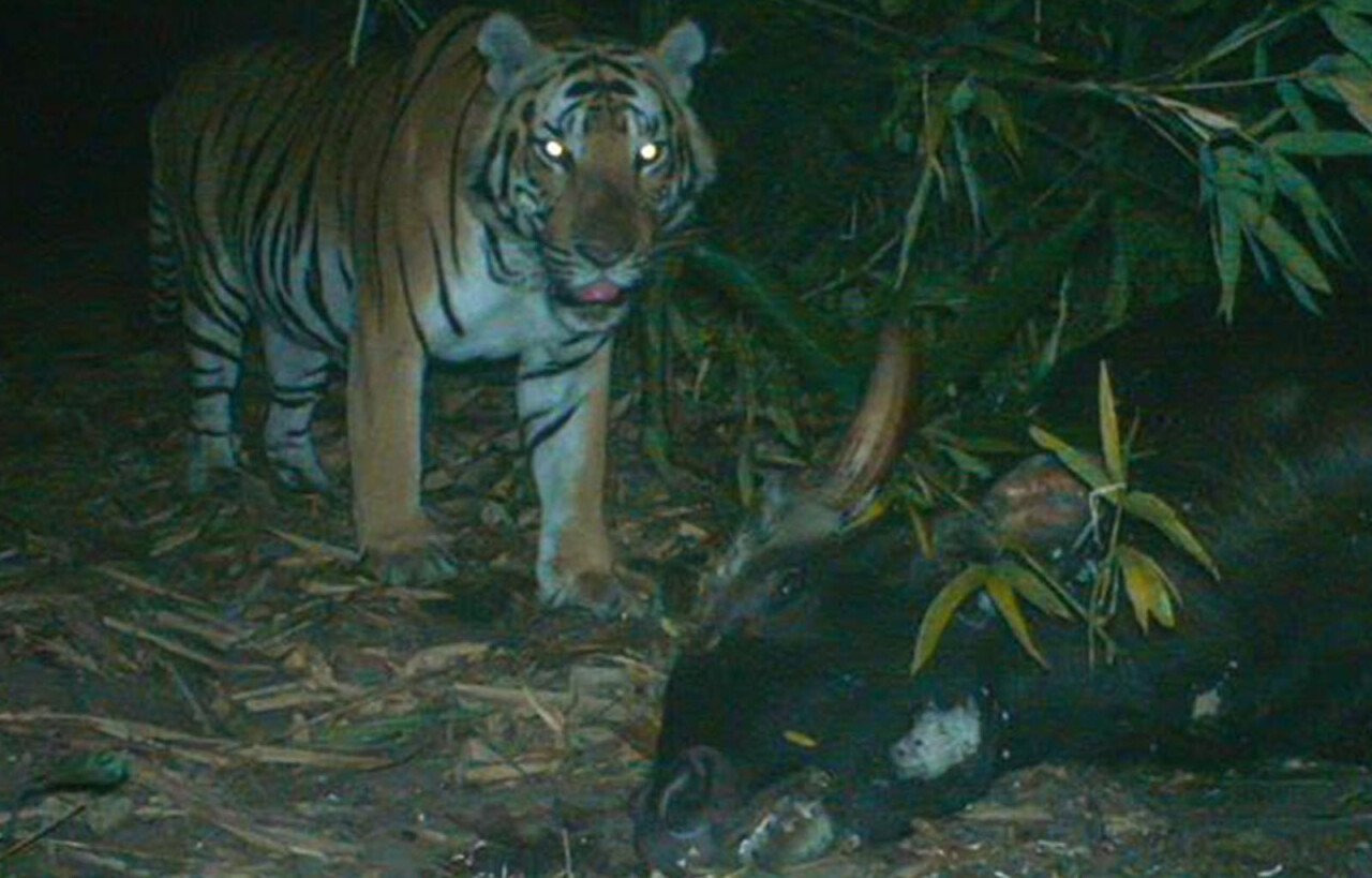 우리-조상들이-어두워지면-밖에-안-나가려고-한-이유.jpg-3-이미지