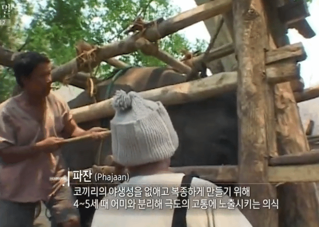 그림그리는-천재-코끼리.gif-11-이미지