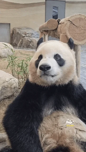 애써-외면하며-참다가-결국-할부지에게-달려가는-루이바오-🐼-3-이미지