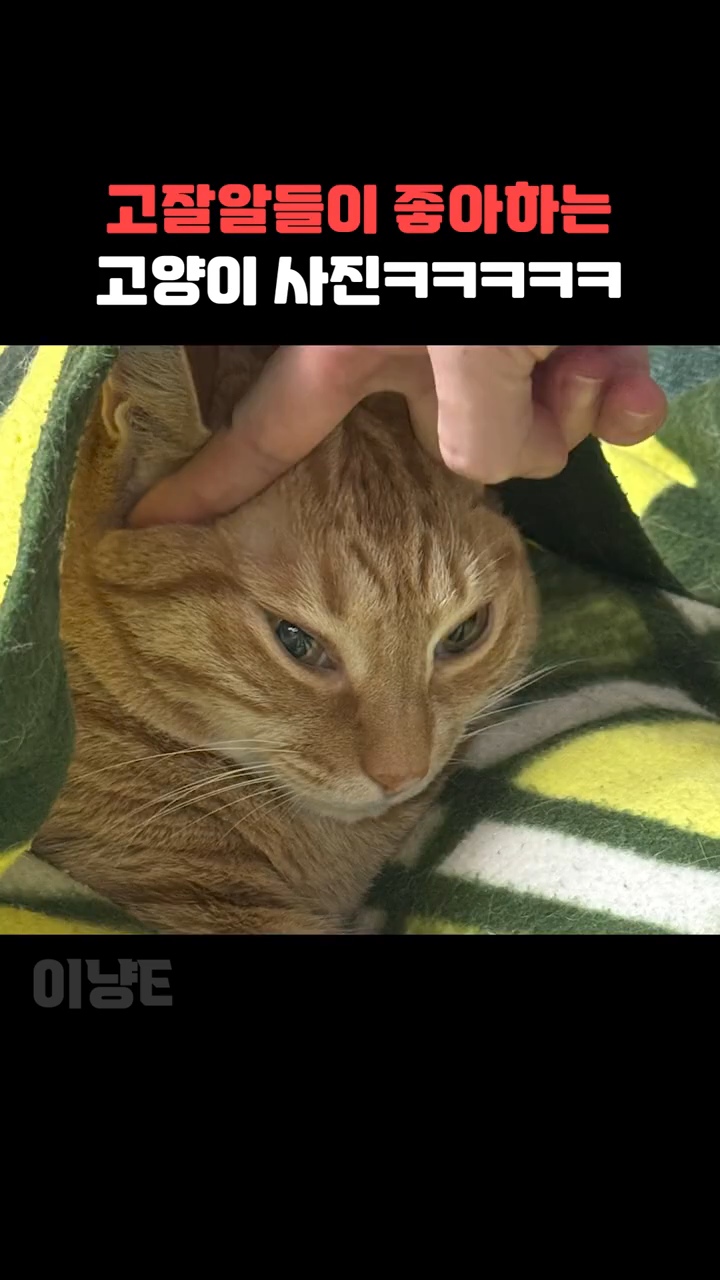 고알못들이-좋아하는-고양이-사진-vs-고잘알들이-좋아하는-고양이-사진-6-이미지