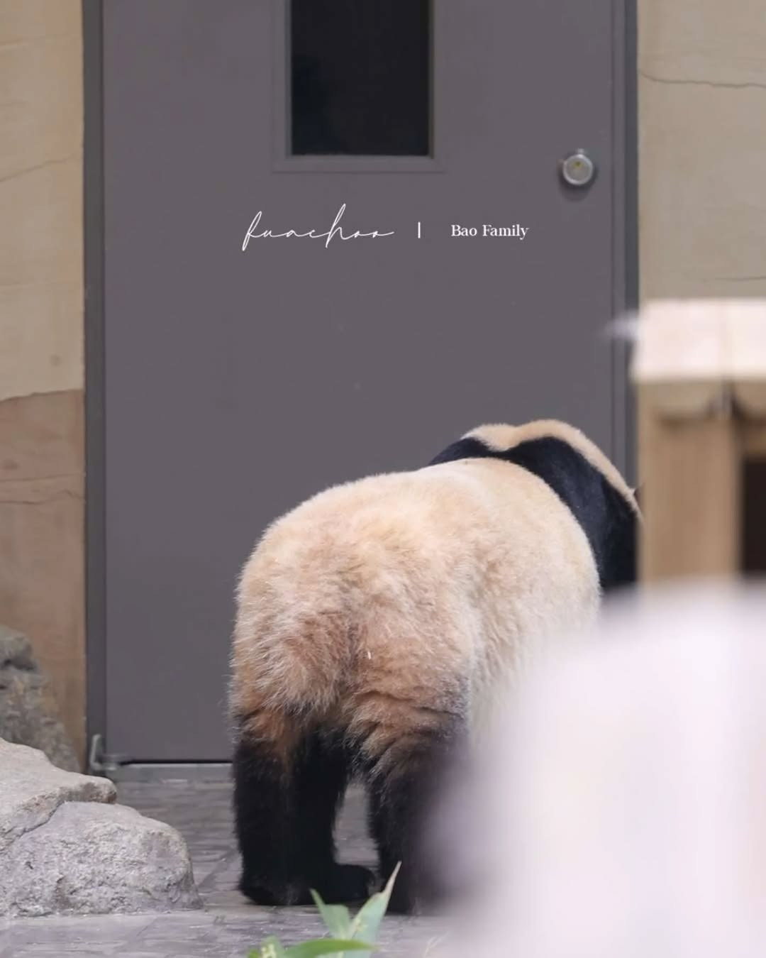 애써-외면하며-참다가-결국-할부지에게-달려가는-루이바오-🐼-6-이미지