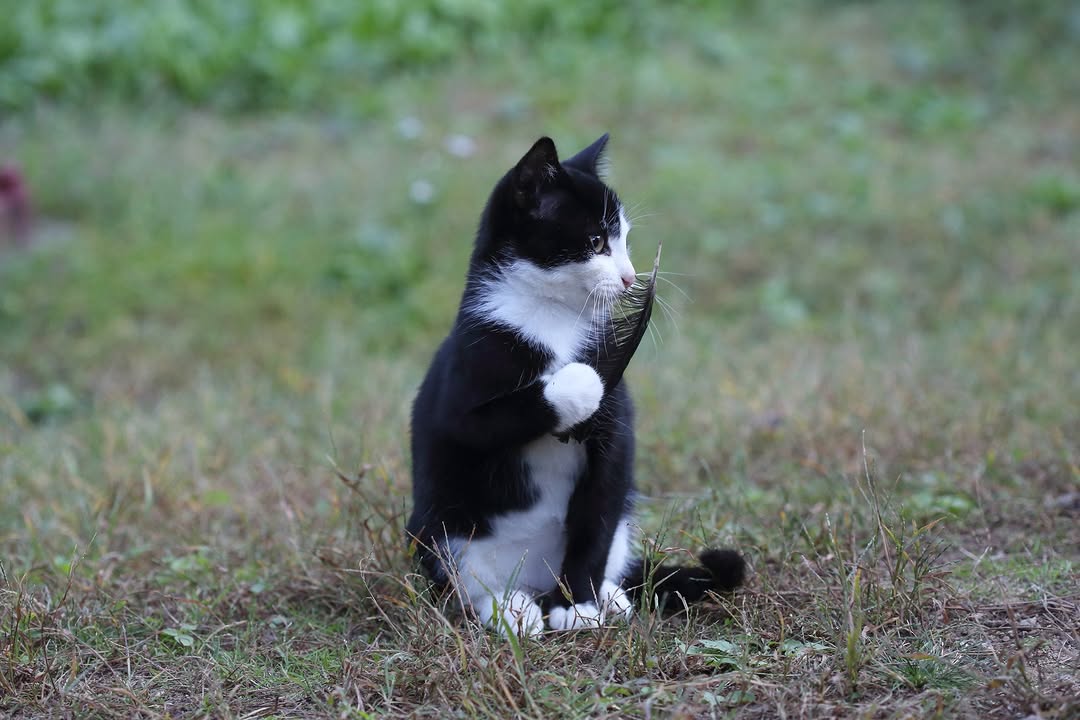 오늘도-혼자서-바쁜-아기-탐정-고양이-1-이미지