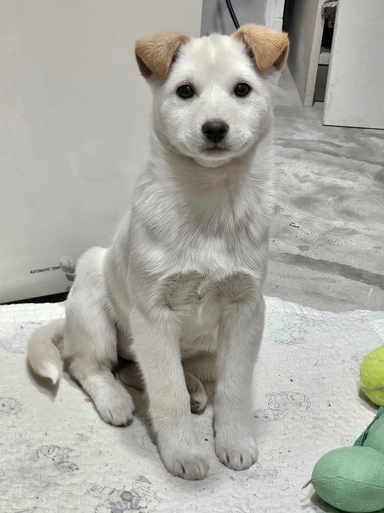 저랬던-애가-....요래됐심더-.개란-진짜....-뭘까-.......twt-2-이미지