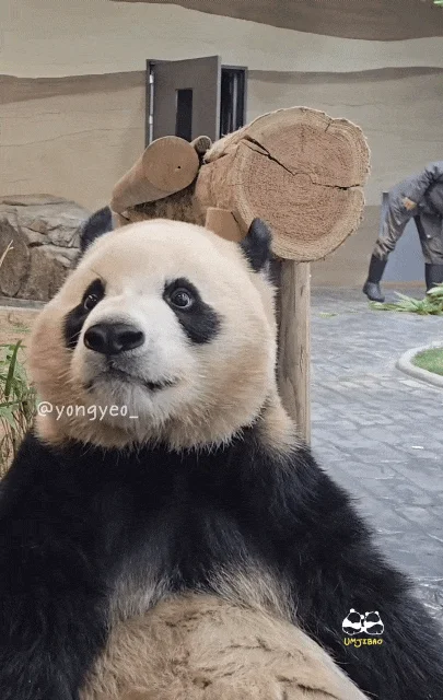 애써-외면하며-참다가-결국-할부지에게-달려가는-루이바오-🐼-1-이미지