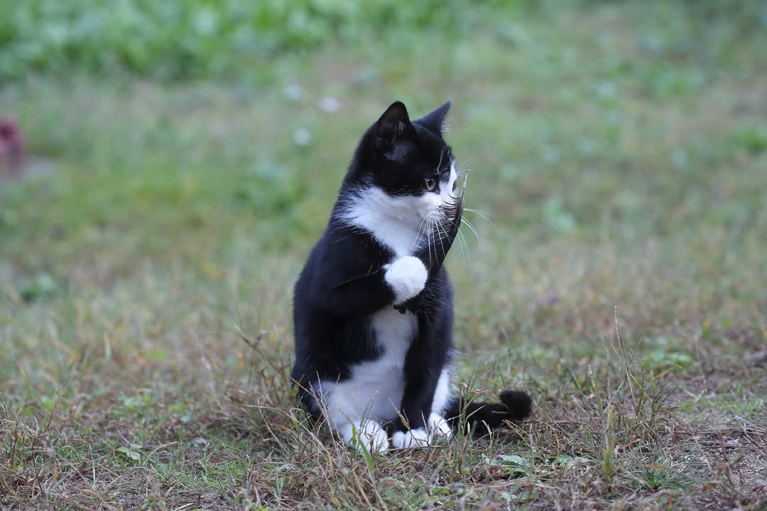 오늘도-혼자서-바쁜-아기-탐정-고양이-0-이미지
