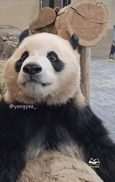 애써-외면하며-참다가-결국-할부지에게-달려가는-루이바오-🐼-2-이미지