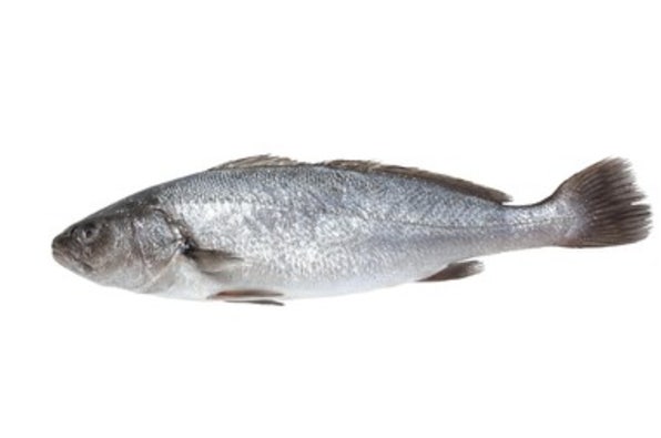 겨울에도-맛있다는-민어-1-이미지