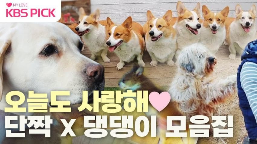 제일-성공한-디시-유행어-5-이미지