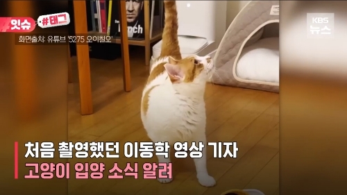 꽁꽁-얼어붙은-한강위를-걸어다니던-고양이-근황.jpg-2-이미지