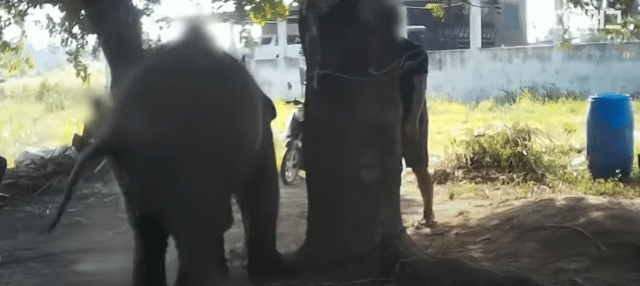 그림그리는-천재-코끼리.gif-13-이미지