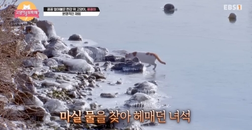 꽁꽁-얼어붙은-한강위를-걸어다니던-고양이-근황.jpg-1-이미지