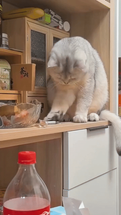 사고치려다-걸린-고양이들.gif-2-이미지