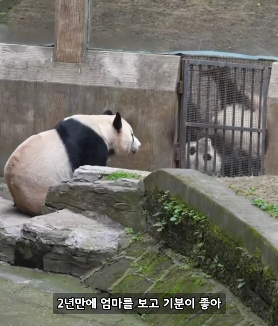 2년만에-엄마를-만난-아기판다🐼🐼-2-이미지