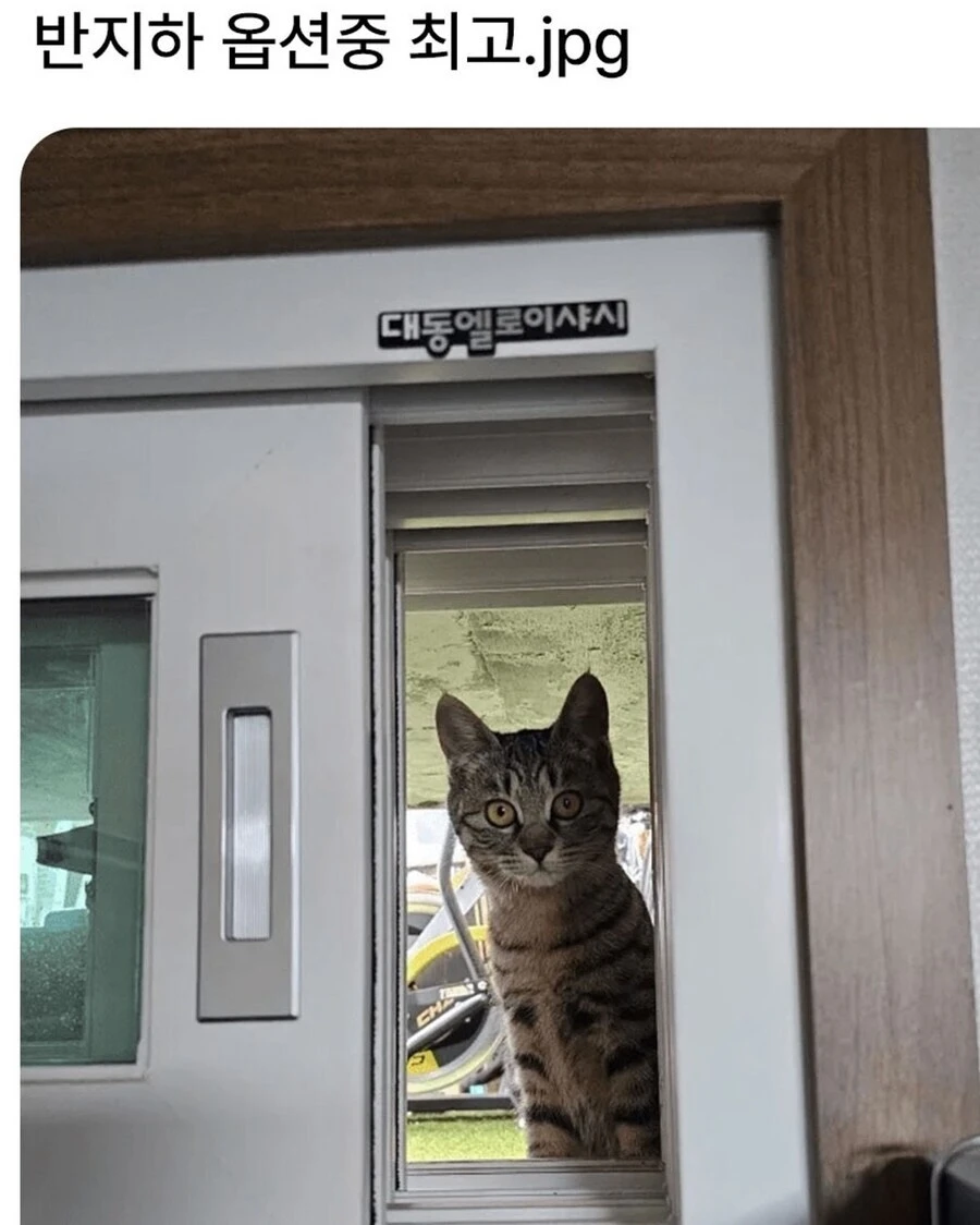 최고의-반지하-옵션.jpg-1-이미지