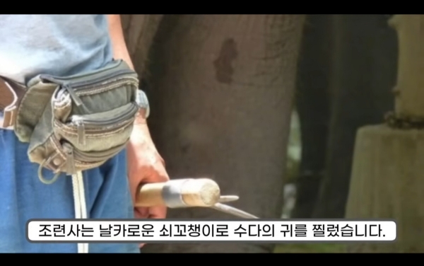 그림그리는-천재-코끼리.gif-7-이미지