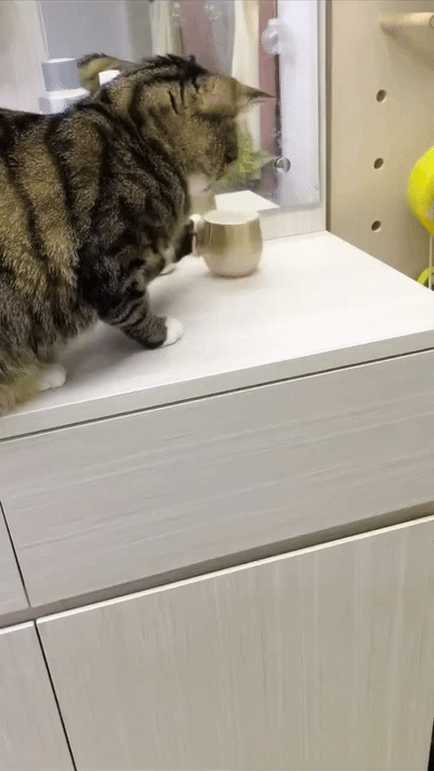 사고치려다-걸린-고양이들.gif-4-이미지