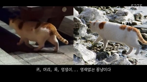 꽁꽁-얼어붙은-한강위를-걸어다니던-고양이-근황.jpg-3-이미지