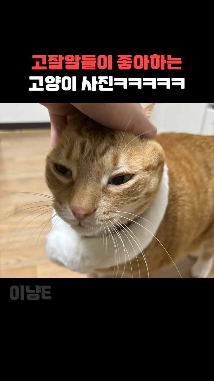 고알못들이-좋아하는-고양이-사진-vs-고잘알들이-좋아하는-고양이-사진-5-이미지