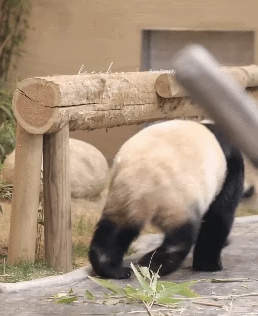 애써-외면하며-참다가-결국-할부지에게-달려가는-루이바오-🐼-4-이미지