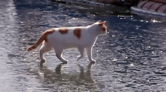 꽁꽁-얼어붙은-한강위를-걸어다니던-고양이-근황.jpg-0-이미지