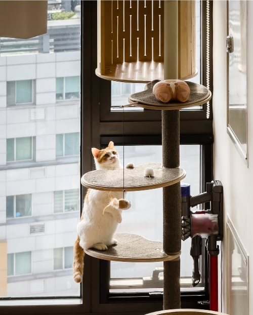 꽁꽁-얼어붙은-한강위를-걸어다니던-고양이-근황.jpg-8-이미지