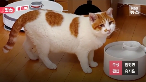 꽁꽁-얼어붙은-한강위를-걸어다니던-고양이-근황.jpg-6-이미지