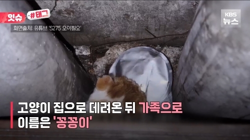 꽁꽁-얼어붙은-한강위를-걸어다니던-고양이-근황.jpg-4-이미지