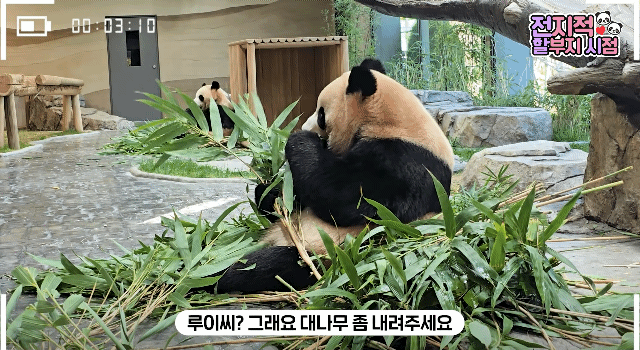 카리스마-넘치는-루이바오-그리고-.gif-0-이미지