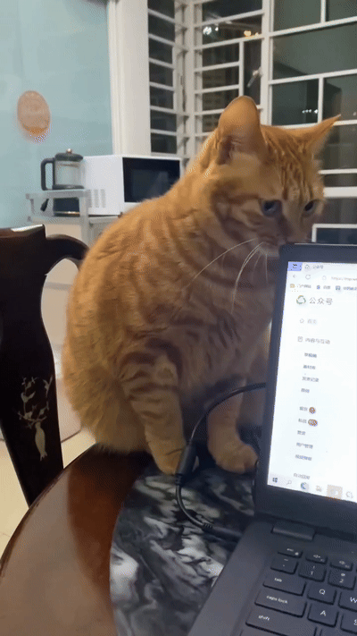 사고치려다-걸린-고양이들.gif-0-이미지