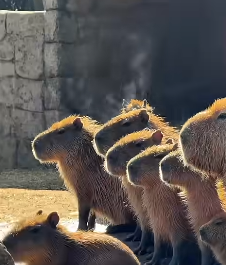 일본에-실제로-있는-카피바라-온천-1-이미지