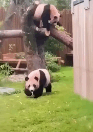 미끄럼틀-즐기는-루이바오-🐼-9-이미지