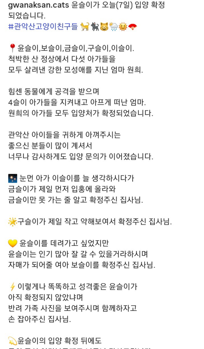관악산에-사는-고양이들-밥주러-365일-산-타시는-집사님-이야기-들어봐주라.-+아가냥들-입양소식-16-이미지