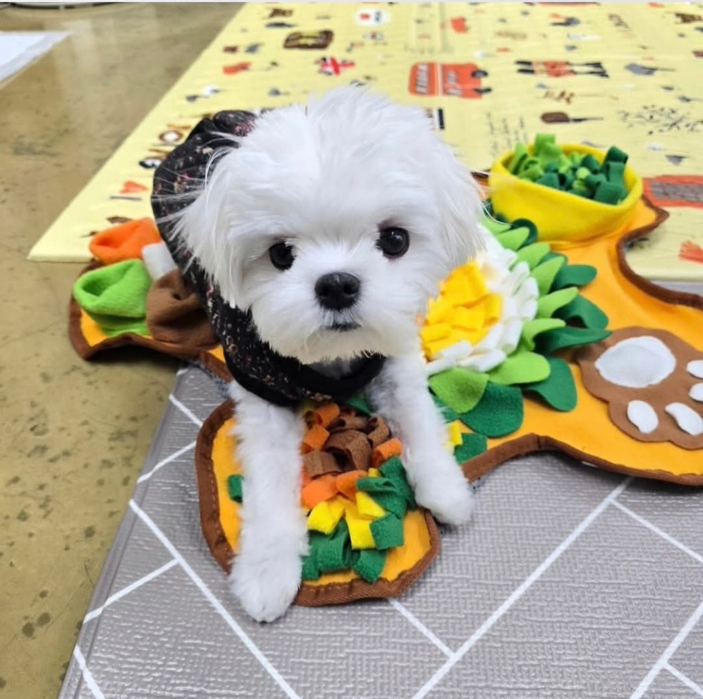 가수-김장훈이-입양한-강아지-2-이미지