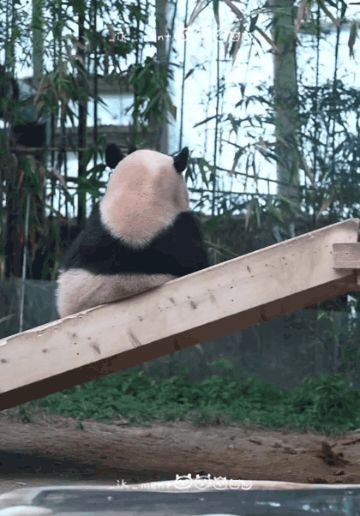 미끄럼틀-즐기는-루이바오-🐼-8-이미지