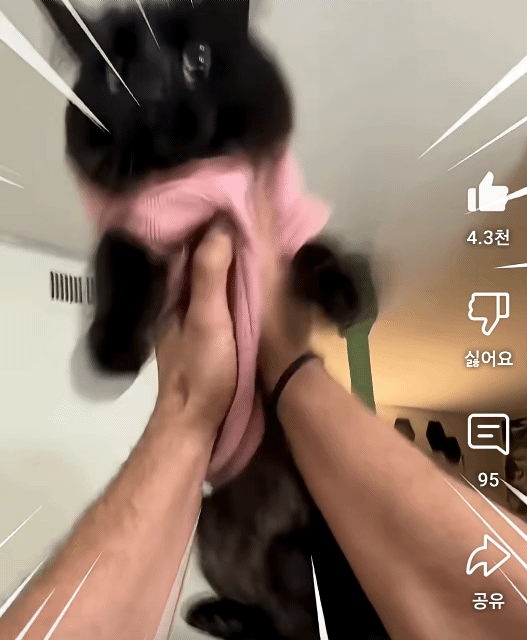 밥먹기전-이상한-루틴을-가진-고양이-3-이미지