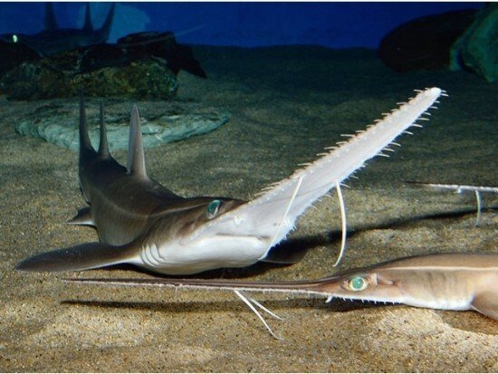 톱상어가-망충한-이유-3-이미지