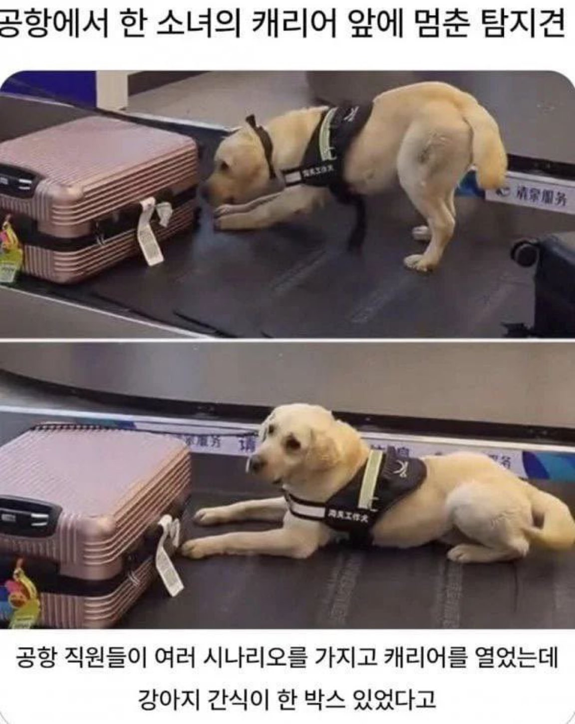 마약감지견에게-발견된-캐리어-0-이미지