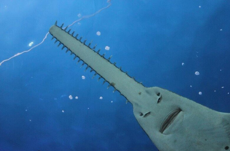 톱상어가-망충한-이유-9-이미지