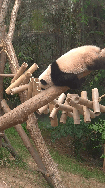 미끄럼틀-즐기는-루이바오-🐼-3-이미지