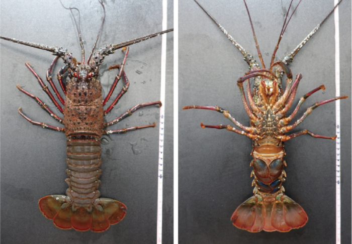 요즘-톱날꽃게와-함께-제주에서-어획량-늘어나는-외래-종.jpg-0-이미지